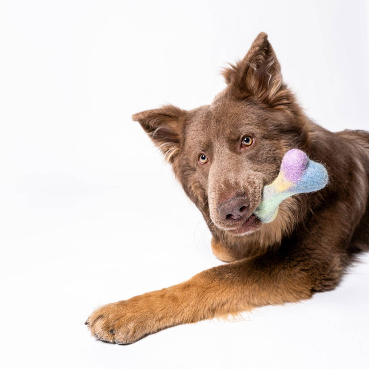 Brown dog holding a colorful bone-shaped toy on a white background