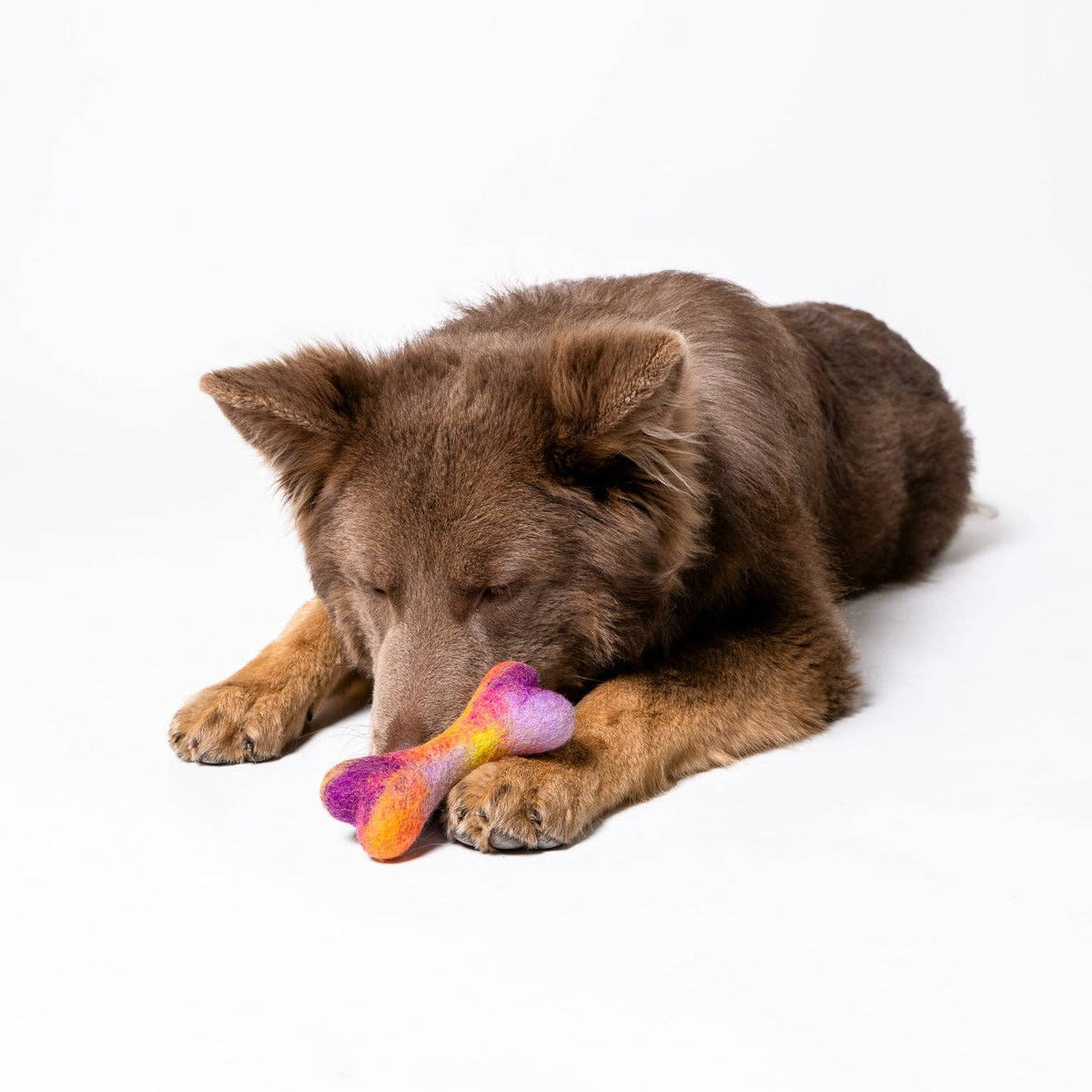 Dog playing with a colorful bone-shaped toy on a white background