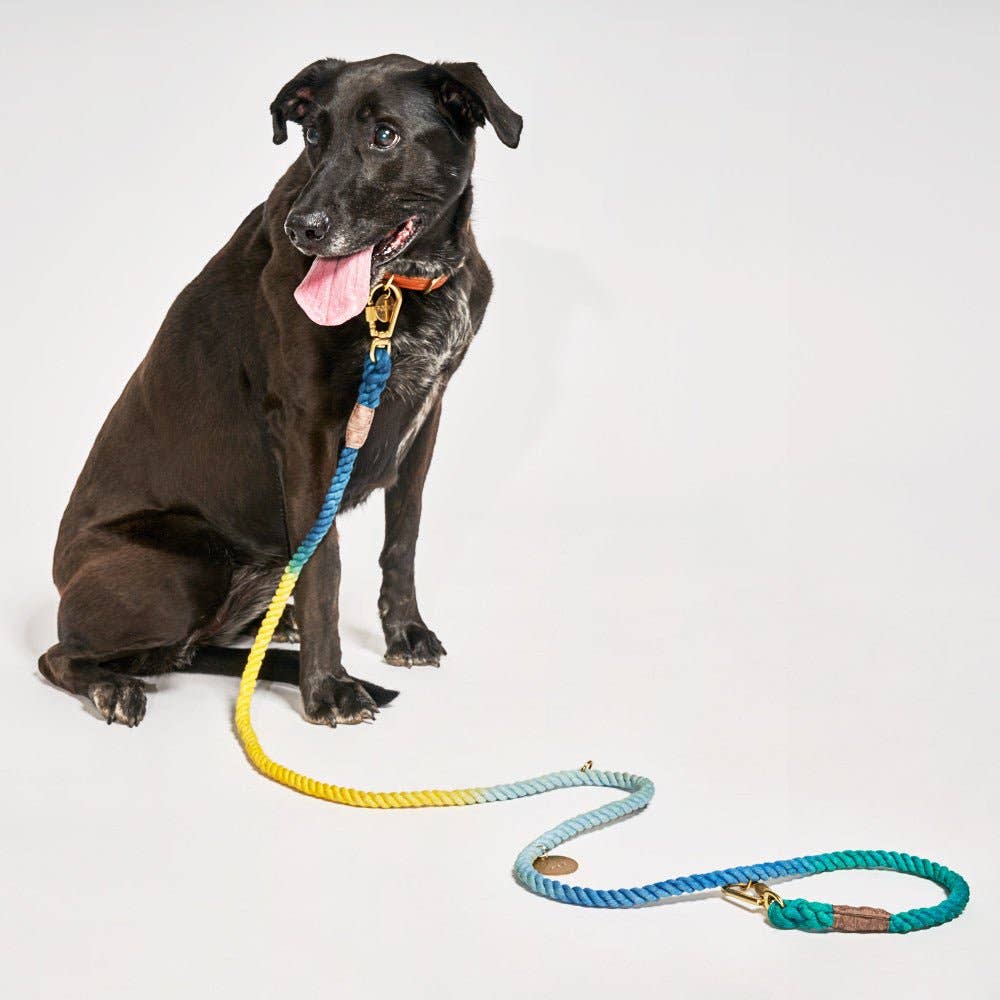 Dog sitting on a white background with a colorful dog leash in front of it