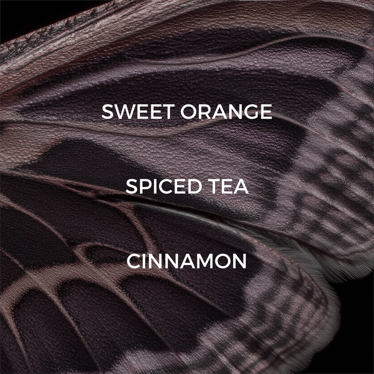 Close-up of a feather with labeled scents: Sweet Orange, Spiced Tea, Cinnamon.