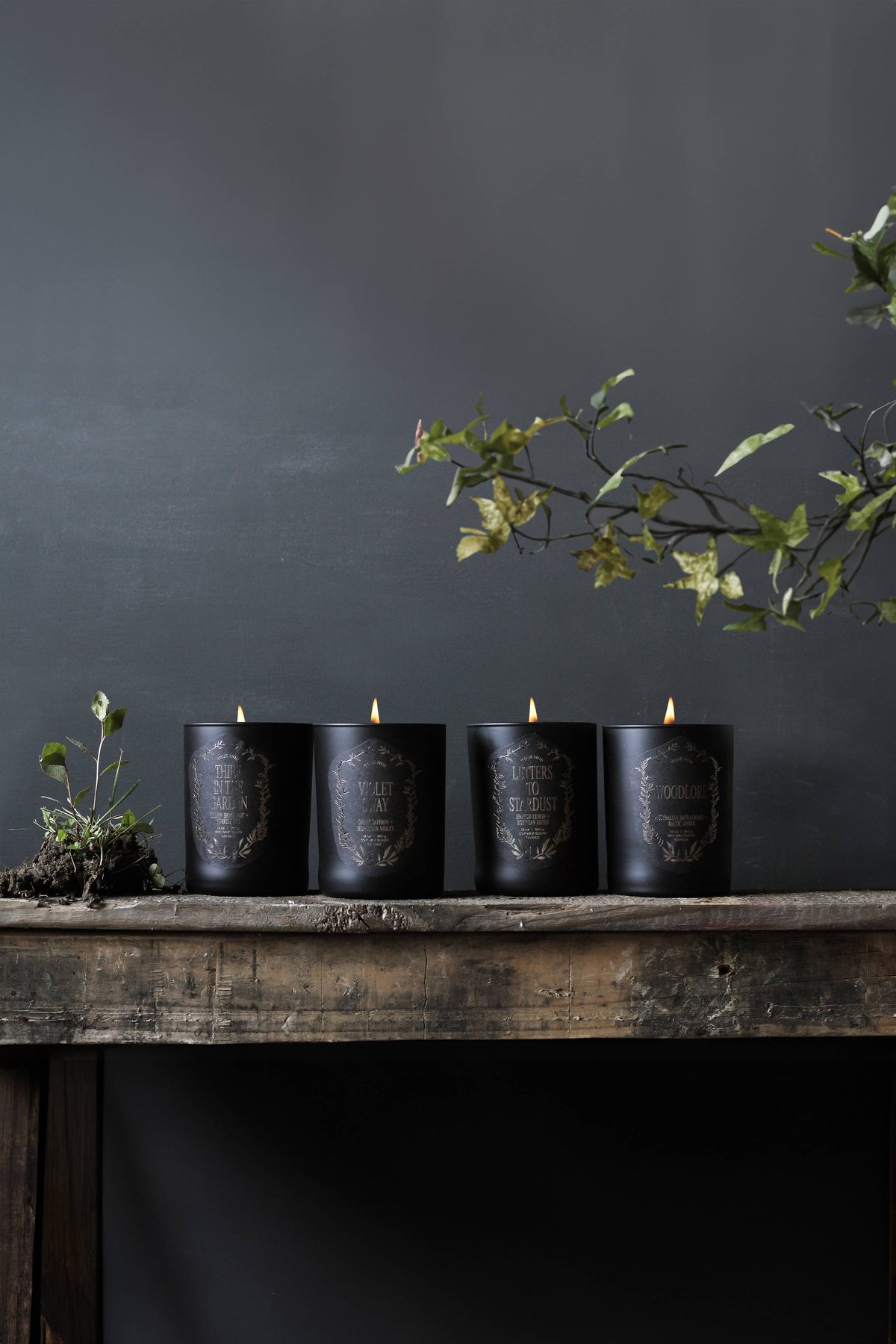 Four black scented candles with gold foil crest designs sit on a rustic wooden shelf against a dark gray wall, with green foliage hanging from the upper right.